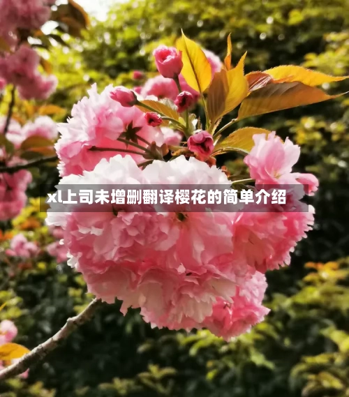 xl上司未增删翻译樱花的简单介绍-第2张图片