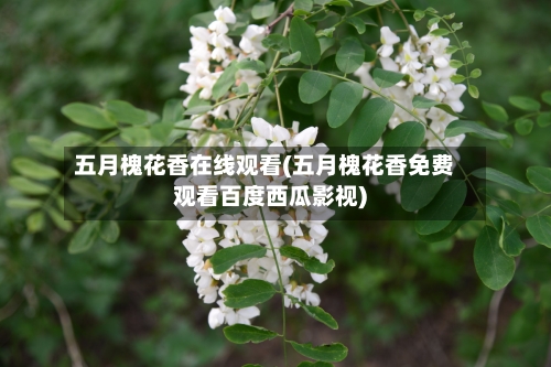 五月槐花香在线观看(五月槐花香免费观看百度西瓜影视)-第2张图片