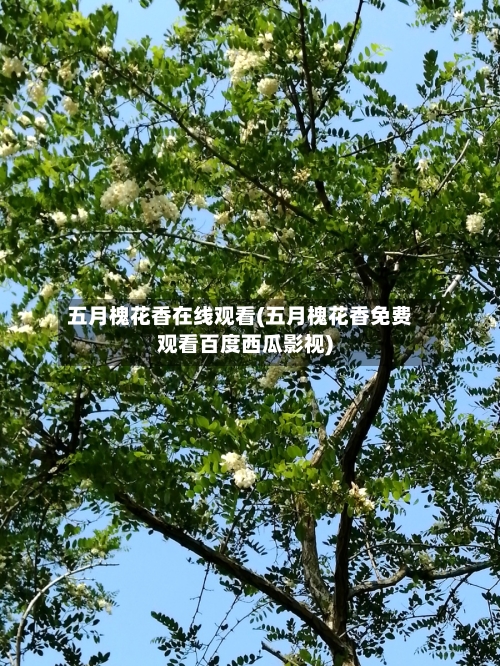 五月槐花香在线观看(五月槐花香免费观看百度西瓜影视)-第3张图片