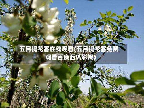 五月槐花香在线观看(五月槐花香免费观看百度西瓜影视)-第1张图片