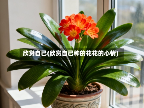 欣赏自己(欣赏自己种的花花的心情)-第2张图片