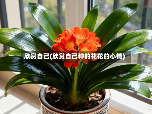 欣赏自己(欣赏自己种的花花的心情)-第3张图片