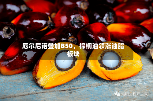 厄尔尼诺叠加B50，棕榈油领涨油脂板块-第3张图片