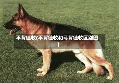 平背德牧(平背德牧和弓背德牧区别图)-第3张图片