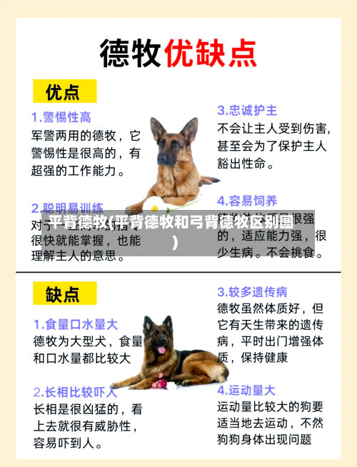 平背德牧(平背德牧和弓背德牧区别图)-第2张图片