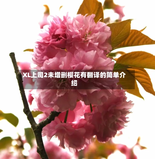 XL上司2未增删樱花有翻译的简单介绍-第1张图片